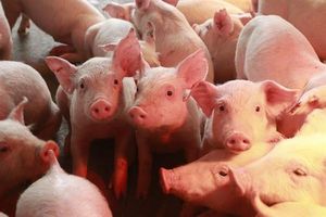 VDSC: Giá lợn hơi Việt Nam kỳ vọng phục hồi kể trong Q4/2021