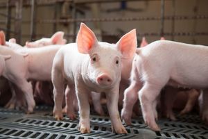Giá lợn hơi hôm nay 13/8: Tăng nhẹ 1.000 đồng/kg tại miền Nam