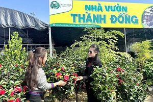 Hoa Tết vào vụ sớm: Nhộn nhịp chợ xuân khởi động giữa lòng Hà Tĩnh