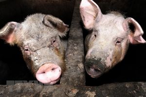 Trung Quốc bác khả năng chủng virus cúm lợn có thể gây đại dịch