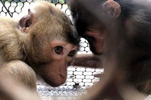 Hà Tĩnh: Vườn Quốc gia Vũ Quang vừa tiếp nhận hai cá thể động vật hoang dã quý hiếm