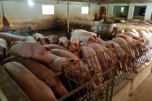 Giá lợn hơi hôm nay 24/11: Điều chỉnh 1.000 - 4.000 đồng/kg