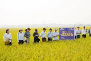 Sinh kế nông nghiệp thích ứng biến đổi khí hậu, cơ hội cho phụ nữ Quảng Trị