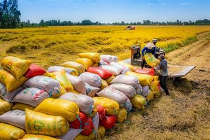 Thị trường lúa gạo sẽ tiếp đà khởi sắc trong năm 2024