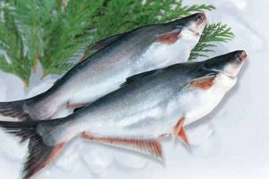 Giá xuất khẩu cá tra tăng 56% sang thị trường Mỹ