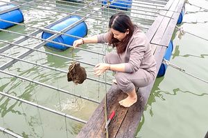 Yên Bái: Nghề nuôi trai nước ngọt lấy ngọc tại hồ Thác Bà - Tiềm năng và triển vọng