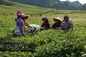 Thái Nguyên: Huyện Đại Từ nâng cao giá trị cây chè thành cây trồng chủ lực phát triển kinh tế