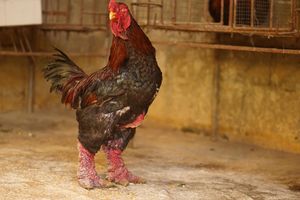 Bản tin tiêu dùng ngày 27/12: Loại gà ăn thực đơn “hạng sang” được săn lùng trong dịp Tết