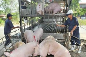 Giá lợn hơi hôm nay 31/10: Tăng tại tất cả các tỉnh thành trên toàn quốc