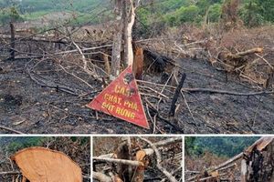 Quảng Bình: Huyện Minh Hóa chỉ đạo xử lý việc gần 3,5 héc ta rừng tự nhiên bị tàn phá