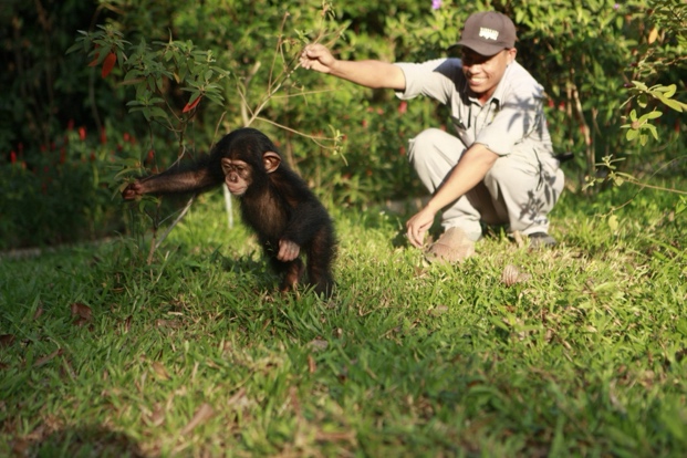 A person kneeling next to a baby chimpanzeeDescription automatically generated