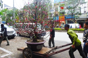 Ngừng chạy xe ôm, đua nhau nhận chở đào quất ngày Tết kiếm tiền triệu mỗi ngày