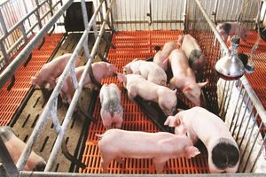 Giá lợn hơi hôm nay 1/10: Điều chỉnh giảm 1.000 - 3.000 đồng/kg tại một vài địa phương