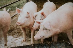 Giá lợn hơi hôm nay 28/7: Quay đầu giảm trở tại hàng loạt các tỉnh thành trên cả nước