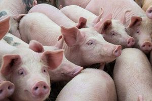 Giá lợn hơi hôm nay 27/9: Giảm nhẹ 1.000 đồng/kg tại một vài địa phương
