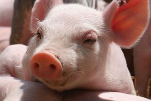 Giá lợn hơi hôm nay 17/7: Tăng giảm trái chiều tại miền Trung, Tây Nguyên và miền Nam