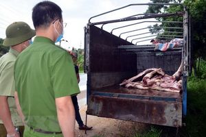 Phát hiên gần 1 tấn lợn và thịt lợn mắc dịch tả lợn châu Phi