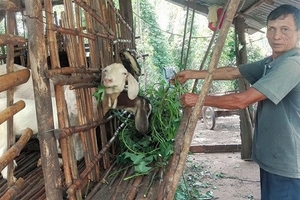 Bình Phước: Lái Trung Quốc mua gom cả dê già yếu, không chê con nào