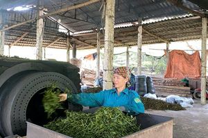 Thị trấn Vĩnh Tuy: Tự Lập tiên phong “cây chè” dẫn lối cho kinh tế nông thôn mới