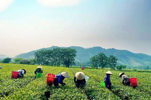 Hà Tĩnh: Nông dân phấn khởi thu hoạch chè vụ xuân