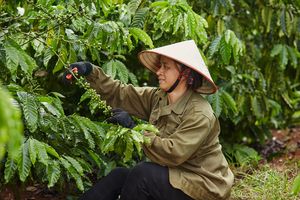 Báo cáo ngành cà phê Coffee Barometer 2023: Nestlé đứng đầu về phát triển bền vững