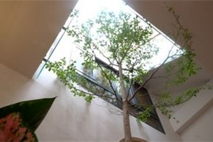 Nhà trong hẻm nhỏ trồng cây bàng cao 3 mét giữa phòng khách