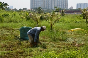 Làm nông nghiệp trên đất vàng sát trung tâm Sài Gòn