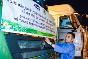 Vinamilk nhập đàn bò sữa 1000 con từ Mỹ về trang trại bò sữa Lao-Jagro tại Lào