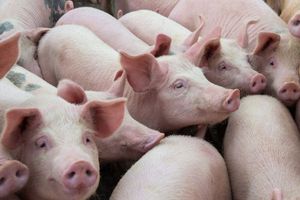 Giá lợn hơi hôm nay 25/9: Điều chỉnh giảm 1.000 - 4.000 đồng/kg tại một vài địa phương