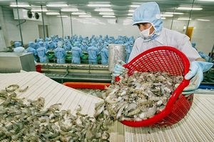 Thủy sản Việt Nam: Xuất khẩu tôm sang EU tăng gần 16%