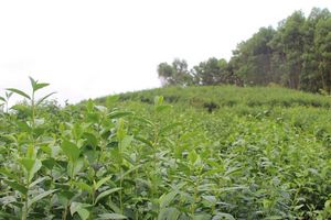 Cây chè, hướng đi mới cho nền nông nghiệp ở Như Xuân