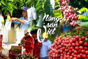 Nông sản Việt trên bản đồ xuất khẩu: Vượt rào cản, nâng tầm thương hiệu