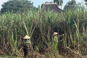 Rộn ràng mùa nấu mật mía ở Vũ Quang