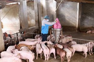 Các hộ chăn nuôi nhỏ lẻ chưa nên tái đàn sau dịch tả lợn châu Phi