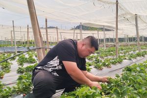 Trải nghiệm mô hình nông nghiệp dâu tây hữu cơ Mộc Châu tại “Huy Béo Farm”