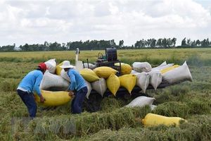 Thị trường nông sản tuần qua: Giá lúa gạo, càphê đều tăng