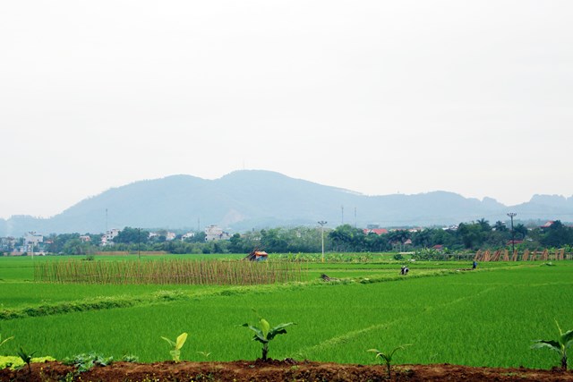 Ngành nông nghiệp luôn được huyện Lương Sơn quan tâm phát triển, xác định đây là hướng đi bền vững của địa phương (ảnh PV).
