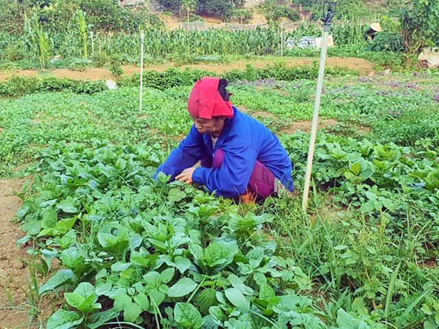Lương Sơn tiếp tục quan tâm đến phát triển nông nghiệp bền vững; đặc biệt các dự án, mô hình trồng rau hữu cơ, rau sạch (ảnh PV).