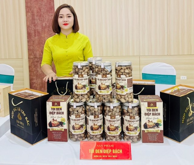 B&agrave; Nguyễn Thị Yến Linh - Gi&aacute;m đốc HTX T&acirc;y Bắc với sản phẩm tỏi đen Diệp B&aacute;ch. ảnh A Trứ