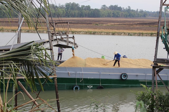 Các doanh nghiệp xuất, nhập khẩu lúa gạo qua Cửa khẩu Quốc tế Tịnh Biên.