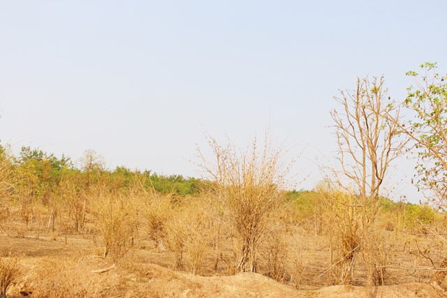 Biên phòng Đắk Lắk phát huy phương châm “Ba bám, bốn cùng” trong hỗ trợ người dân phát triển kinh tế - Ảnh 1