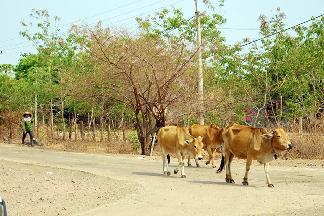 Biên phòng Đắk Lắk phát huy phương châm “Ba bám, bốn cùng” trong hỗ trợ người dân phát triển kinh tế - Ảnh 2