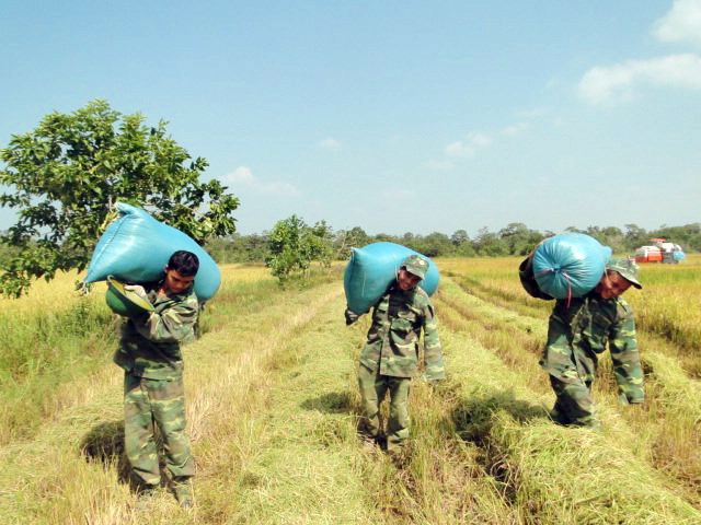 Cán bộ, chiến sĩ Đồn Biên phòng cửa khẩu Đắk Ruê tham gia giúp người dân sửa nhà, hỗ trợ thu hoạch vụ mùa.