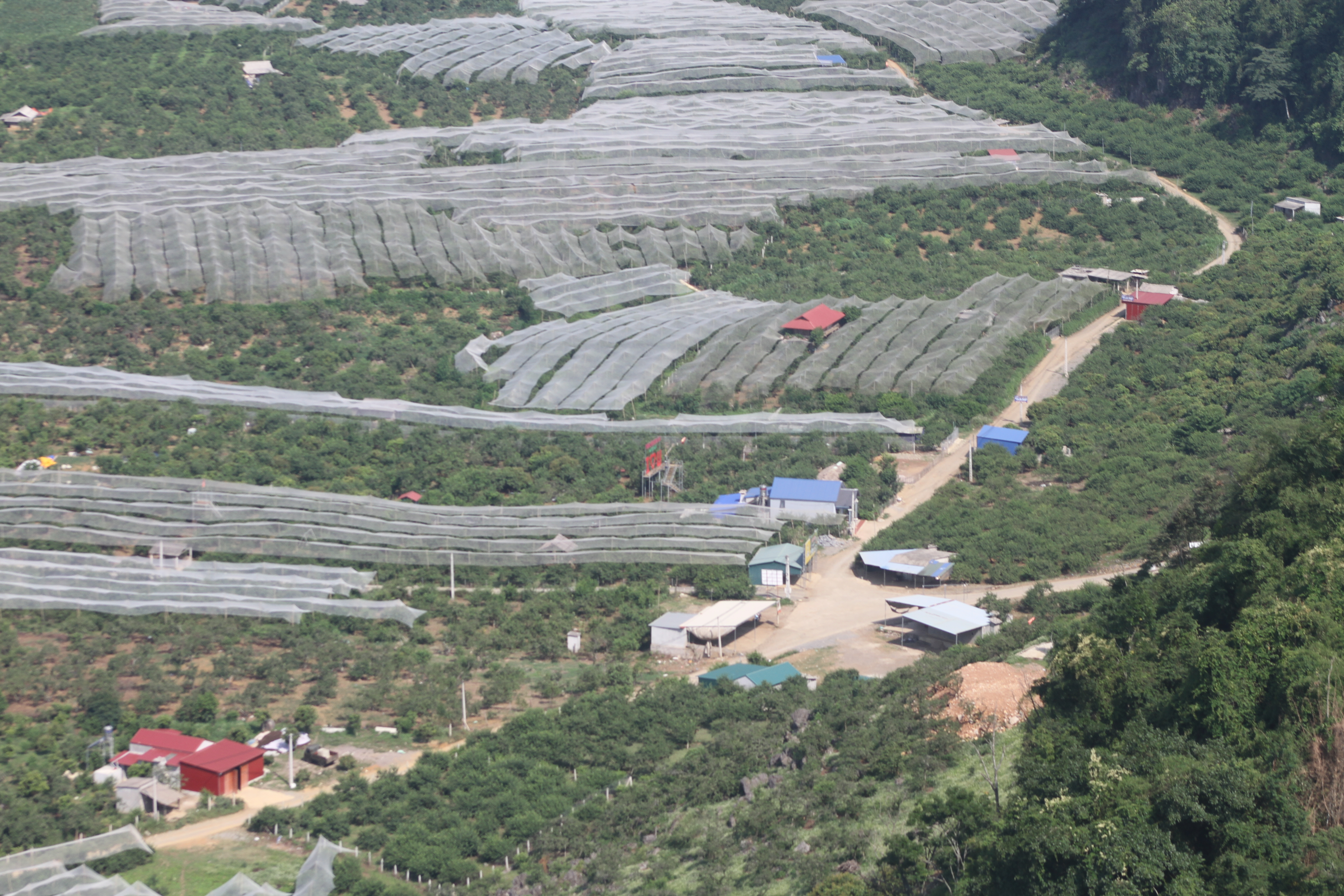 Một góc thung lũng mận Nà Ka,tại thị trấn Nông trường Mộc Châu, nơi chuẩn bị diễn ra Ngày hội hái quả. ảnh A Trứ