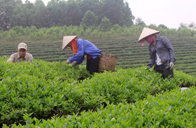 HTX Chè Thịnh An - Thái Nguyên, vùng sản xuất chè an toàn nâng cao giá trị gia tăng và phát triển bền vững.