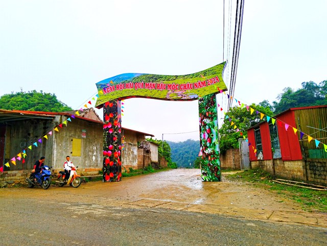 Huyện Mộc Châu lựa chọn thung lũng mận Nà Ka là điểm tổ chức Ngày hội hái quả hằng năm, với nhiều nội dung chương trình hấp dẫn. ảnh A Trứ