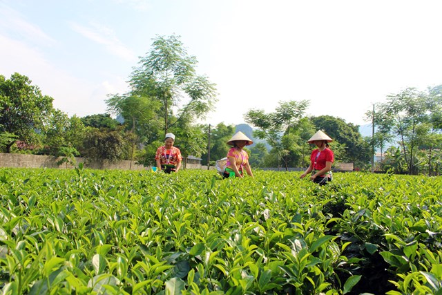 Sản phẩm chè Lương Sơn có nhiều tiềm năng phát triển bền vững.