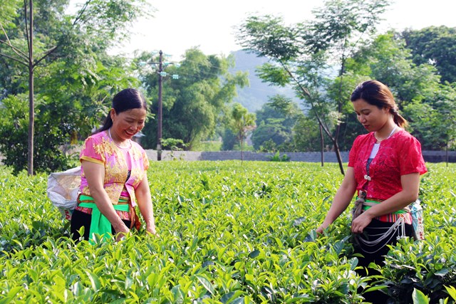 Xây dựng nhãn hiệu chứng nhận “Chè Lương Sơn”, hướng đi bền vững cho cây chè địa phương - Ảnh 2