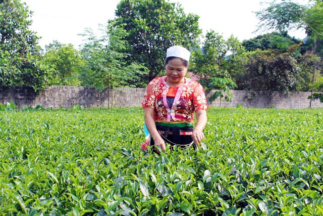 Xây dựng nhãn hiệu chứng nhận “Chè Lương Sơn”, hướng đi bền vững cho cây chè địa phương - Ảnh 3