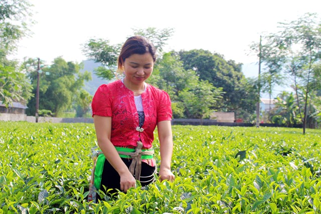 Người nông dân trồng chè trong trang phục dân tộc đang hái chè.